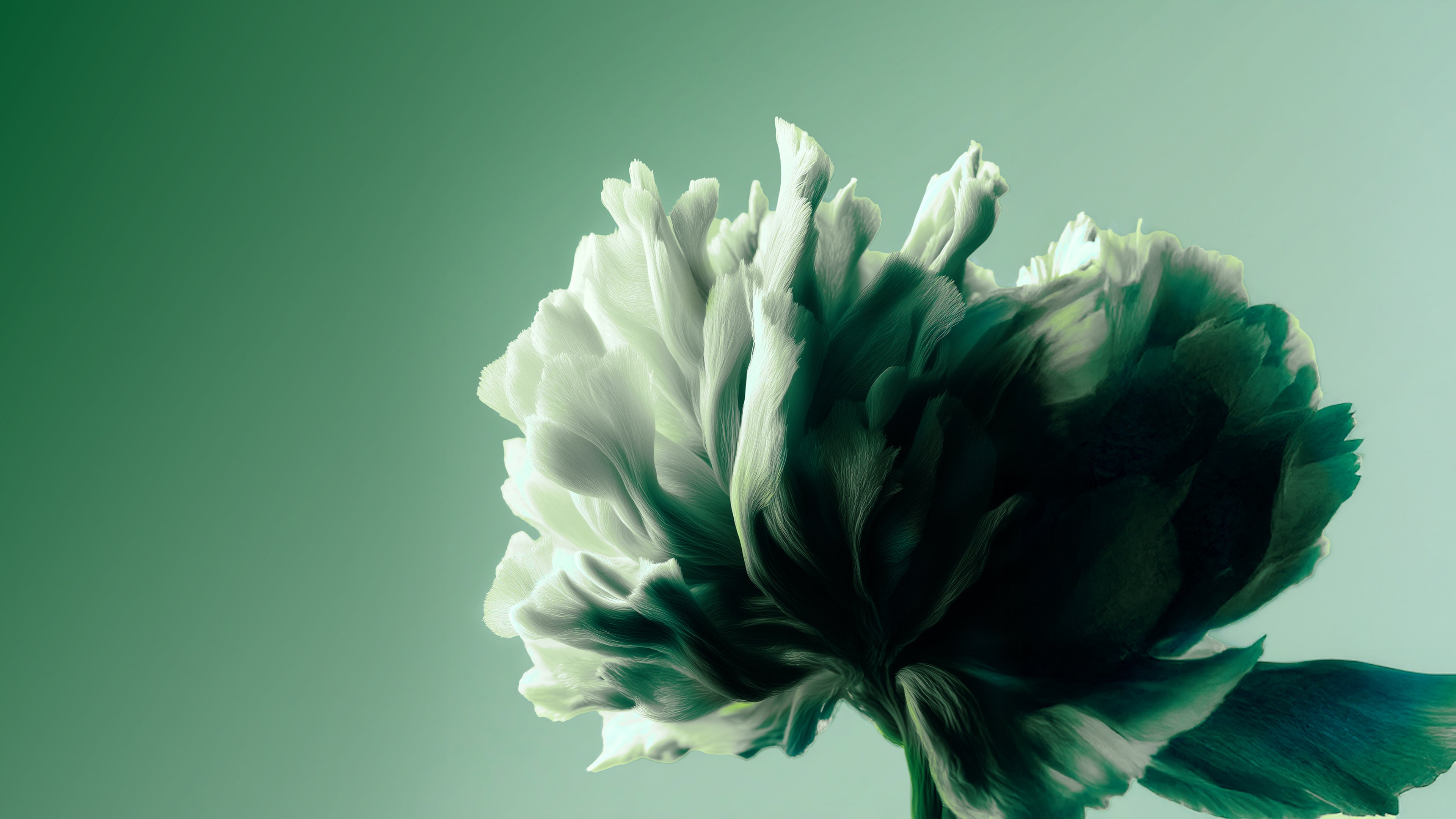 Firmness